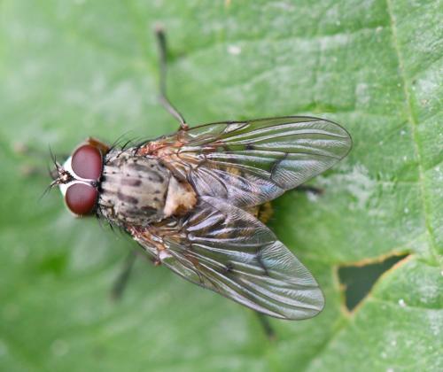 Phaonia angelicae